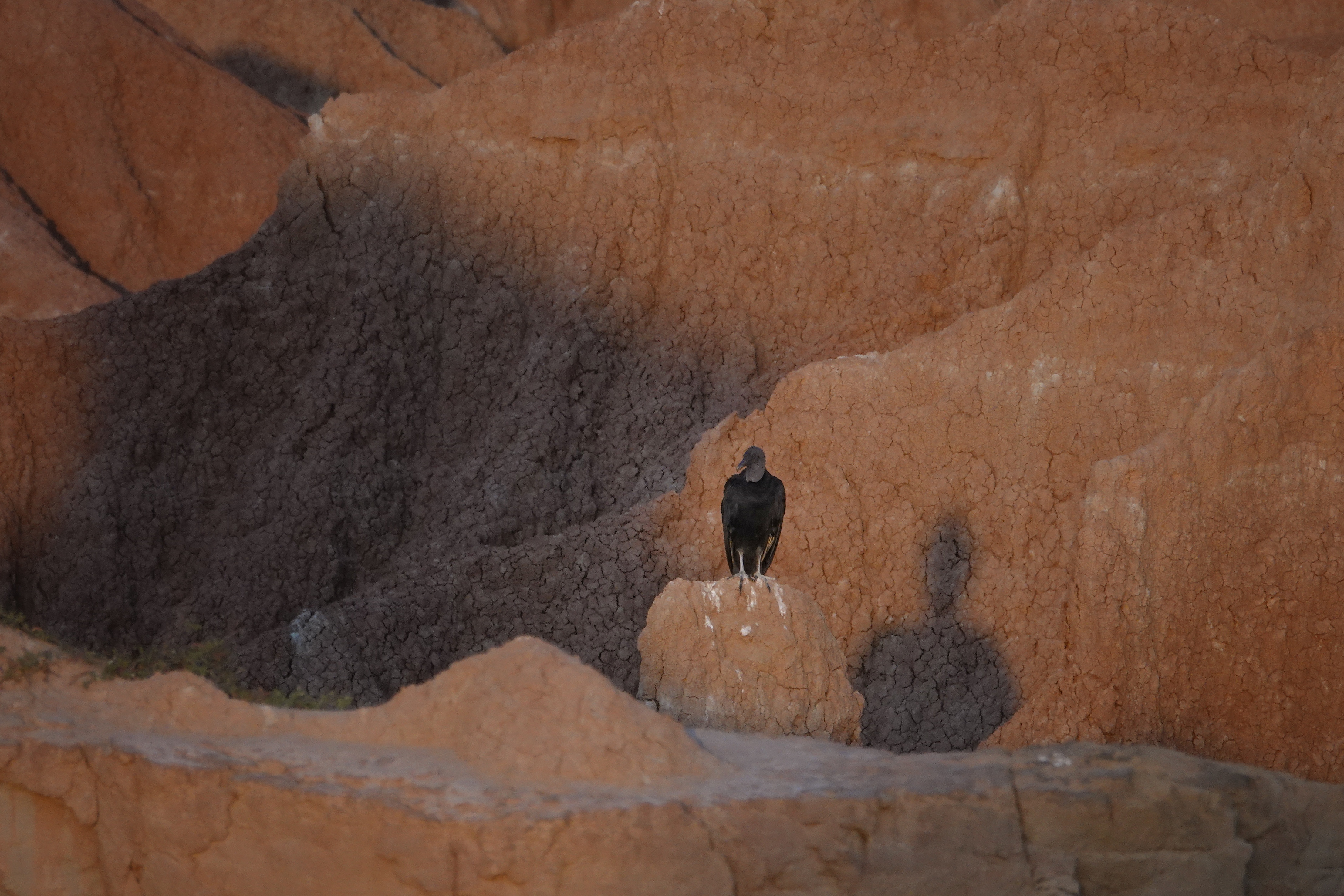 Urubu dans les ravines rouges de Tatacoa